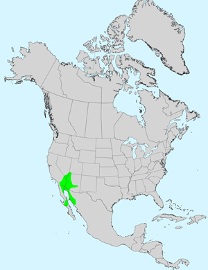 North America species range map for Desert Palafox, Palafoxia arida: Click image for full size map.